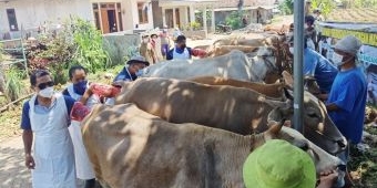 Pantau Keberhasilan IB, Pemkab Pasuruan Intens Monitoring Peternak Dua Minggu Sekali