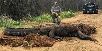 ​Inilah Buaya Raksasa dan Terbesar di Dunia yang Hidup Bebas di Danau