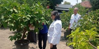 Pj Wali Kota Kediri Tinjau Kebun DKPP, Dukung Program Dalam Mencapai Ketahanan Pangan