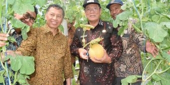 Lewat Metode Budi Daya Greenhouse, Produksi Melon di Lamongan Meningkat