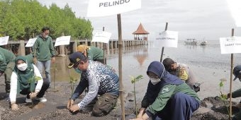 Peringati Bulan Tanam Pohon Nasional, Pelindo III Tanam 32 Ribu Bibit Mangrove di Probolinggo