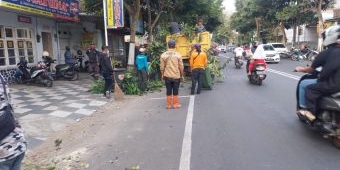 Sambut Musim Hujan, DPUPR Kota Batu Intensifkan Inventarisasi Pohon Rawan Tumbang