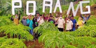 Trenggalek Siap Panen Porang 30 Ribu Ton Tahun Ini