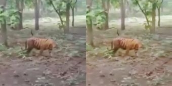 Harimau Jawa Berkeliaran,  Diduga di Hutan Jati Ponorogo, Videonya Viral