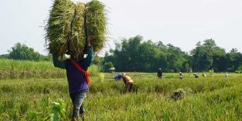 Program DITO Mulai Tunjukkan Hasil, Produktivitas Padi di Kabupaten Kediri Naik