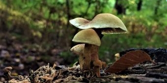 Peneliti Temukan Kandungan Magic Mushroom Mampu Redakan Depresi