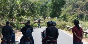 Angin Kencang Tumbangkan Sejumlah Pohon di Kota Batu