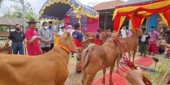 UTM Gandeng UGM Launching Pembentukan Pusat Riset & Pengembangan Sapi Madura