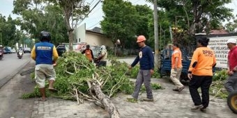 ​Kurangi Potensi Roboh, BPBD Bangkalan Cek Kondisi Pohon