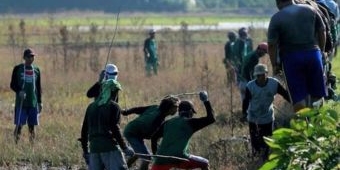 25.000 Tikus Mati di Tangan Petani, Disperta Bojonegoro Sebut Sukses