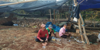 Petani Sumringah, Awal September Madura Memasuki Panen Raya Tembakau