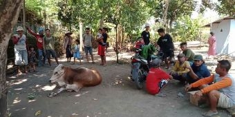 Sapi Curian Gegerkan Warga Tongas Probolinggo