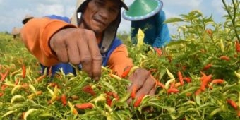 Petani Nikmati 'Rasa Pedasnya' Cabai