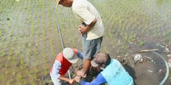 Kekurangan Air Akibat Tanggul Kaliasem Jebol, Petani di Lumajang Gali Sumur Dadakan