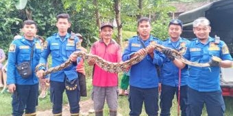 Petugas Damkar Blitar Amankan Ular Sanca dengan Perut Membesar, Diduga Baru Saja Lahap Mangsa