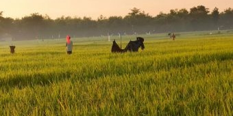 Tanaman Padi di Sampang Diserang Hama Burung Pipit, Petani Berharap Ada Solusi