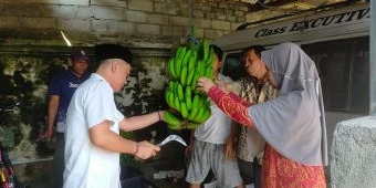 Optimalisasi Lahan, Deni Prasetya Bersama Warga Panen Pisang Cavendish