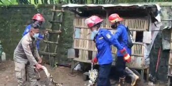 Petugas Damkar Trenggalek Berhasil Evakuasi Ular Piton 4,5 Meter dari Kandang Ayam Warga