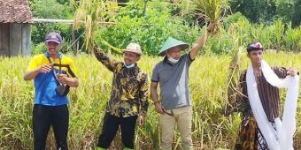 ​Cabup Sugiri Sancoko Bersama Direktur PPOT Gelar Panen Raya Perdana Bibit MHS 700