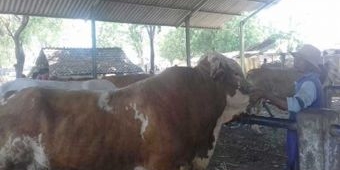 Jelang Idul Adha, Harga Sapi di Situbondo Naik hingga Rp 2 Juta per Ekor