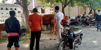 Beraksi di 5 TKP Berbeda, 2 Pencuri Sapi dan Penadah Ditangkap Polres Probolinggo Kota