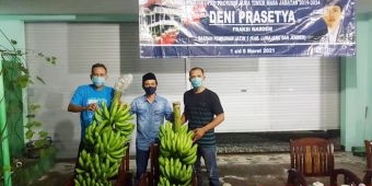 ​Reses Deni Prasetya, Petani Pisang Ingin Undang Gubernur Khofifah Panen Cavendish