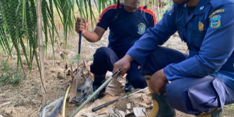 Siswa SMP di Pacitan Terkena Bisa Ular Kobra Sepanjang 1,3 Meter