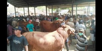 H-4 Lebaran, Harga Sapi di Situbondo Melonjak Naik Hingga Rp 3 Juta