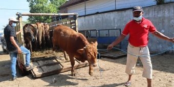 Suspek PMK Terus Bertambah, Pasar Hewan Blitar Masih Bebas Berjualan