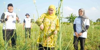 Bersama para Petani Milenial, Khofifah Panen Bunga Sedap Malam di Pasuruan