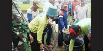 Diserang Wereng, Petani-TNI di Bungkal Lakukan Semprotan Massal