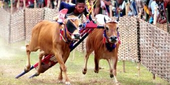 ​Kerapan Sapi Piala Presiden di Madura Ditunda, Cak Firman: Demi Kesehatan Masyarakat