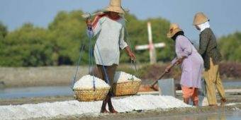 Dampak Proyek Pelabuhan, Hasil Panen Garam Warga Manyar Menurun