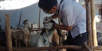 Disnakkan Bojonegoro Pantau Kesehatan Hewan Kurban