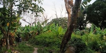 Masif Penebangan Liar, ​Hutan Lereng Kelud Terancam Gundul, Satwa Liar Terancam