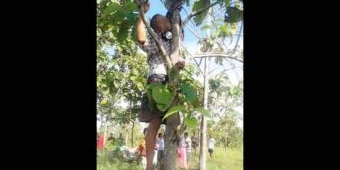 Ditinggal Nikah dengan Pria Idaman Lain, Kakek di Bubulan Bojonegoro Kendat di Pohon Jati