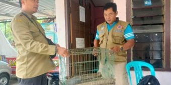 BKSDA Jatim Lepas Liarkan Trenggiling Temuan Warga di Alas Simpenan