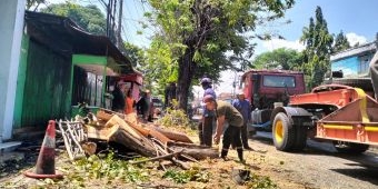 Bahayakan Pengendara, BBPJN VIII Tebang Pohon di Pinggir Jalan