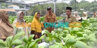 Sentra Hidroponik Pemdes Klangonan Gresik Jadi Jujukan Eduwisata