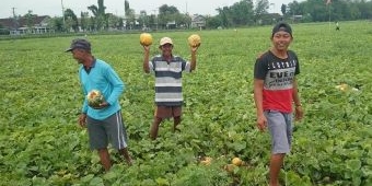 Video Petani Blewah di Jombang Kesal Karena Gagal Panen Viral di Medsos, Ini Penjelasannya