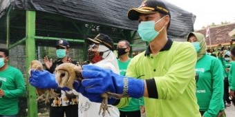 ​Bupati Bojonegoro Dorong Petani Pelihara Burung Hantu untuk Basmi Hama Tikus