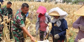 Bersama Warga Desa Pagung, Dandim 0809/Kediri Panen Jagung di Lokasi TMMD ke-122