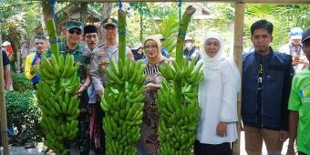 Panen Pisang Bersama Petani Millenial Lumajang, Khofifah Dorong Ekstensifikasi Lahan