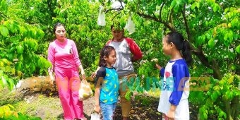 Wow, Wisata Petik Buah Blimbing Madu Kini Ada di Jombang