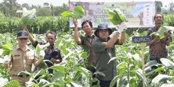 ​Ratusan Kelompok Tani Tembakau di Blitar Dapat Bantuan Alat Senilai Rp2 Miliar dari DBHCHT