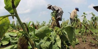 Tembakau di Tulungagung Gagal Panen Total, Petani Merugi Jutaan Rupiah