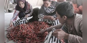 Stok Menipis, Harga Cabe Keriting di Nganjuk Melonjak