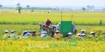 Petani Bantaran Bengawan Solo Panen dengan Harga Tinggi