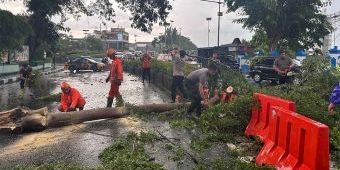 Hujan Deras Disertai Angin di Kota Kediri, Petugas Gabungan Evakuasi Pohon Tumbang di 4 Lokasi