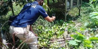 ​Warga Gandusari Blitar Temukan Anak Aligator di Aliran Sungai